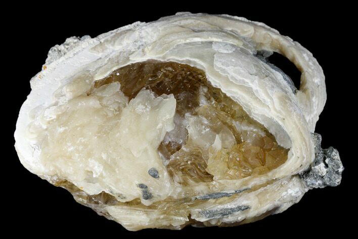 Fossil Clam With Fluorescent Calcite Crystals - Ruck's Pit, FL #175657